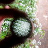 The Den Kit Company | Patterns in Nature Kit | Conscious Craft